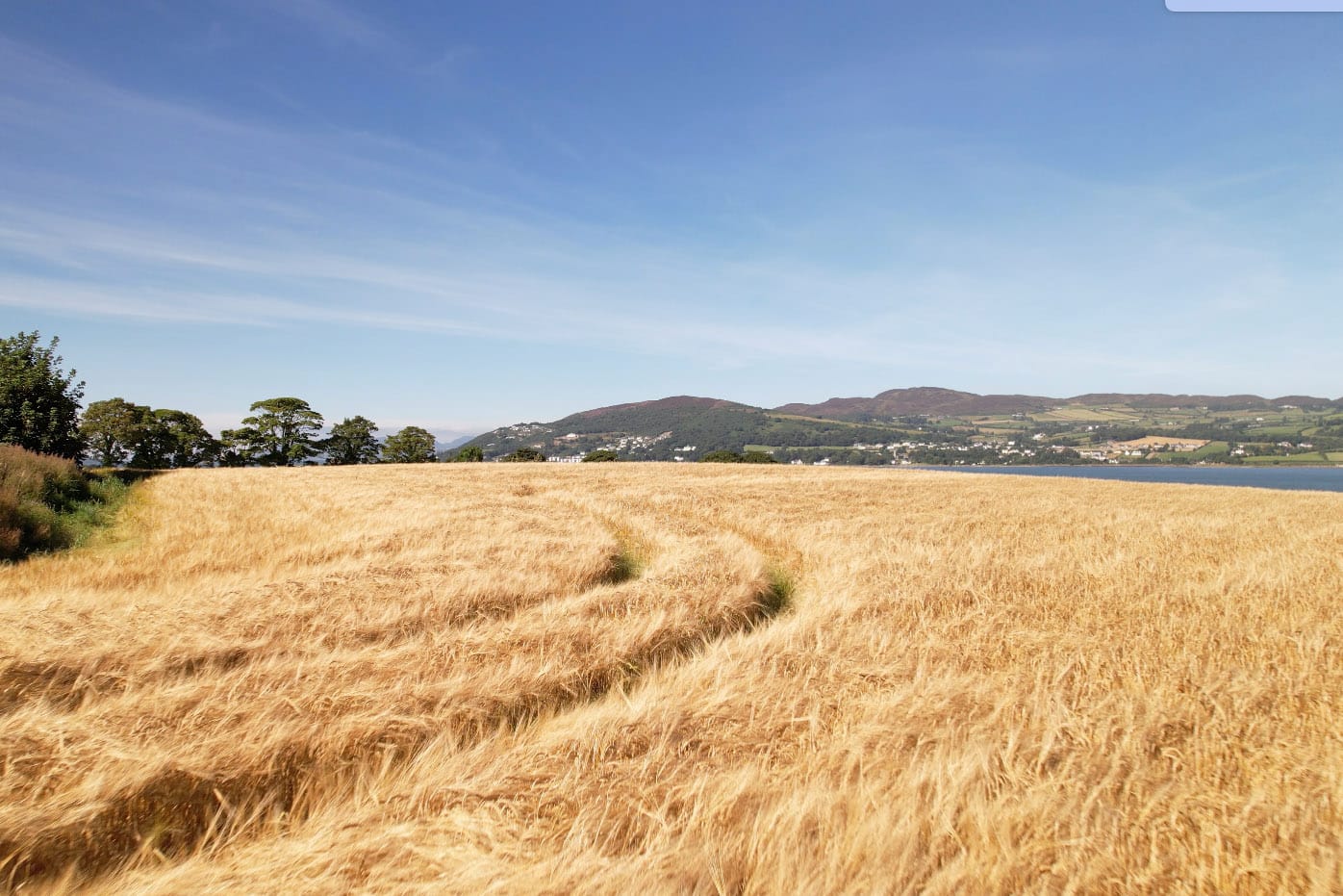 Donegal Barley - Silkie/Ardara Distillery