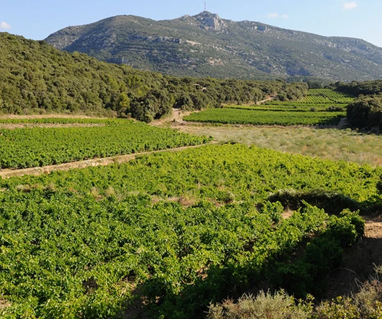 Sunny Emotion Vineyard - mood shot 2