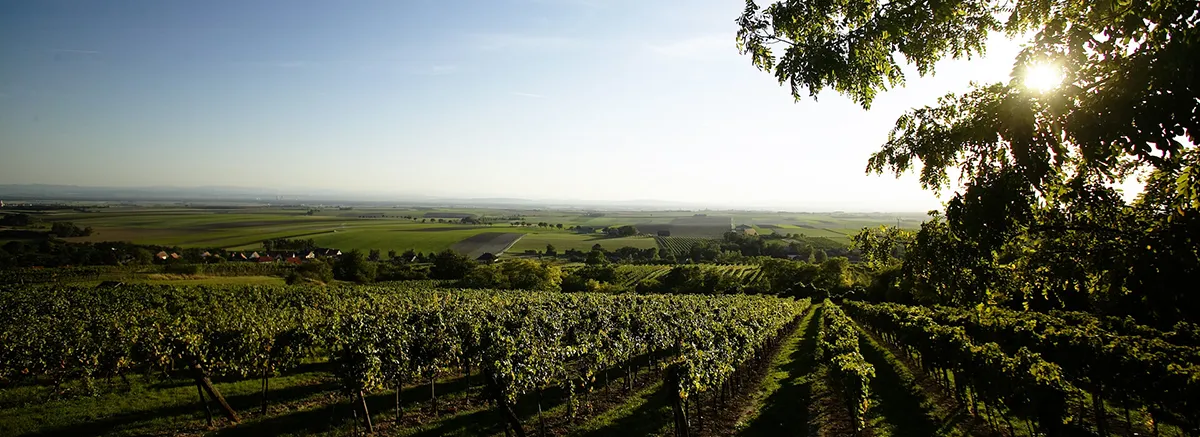 Weingut Urbanihof - Wagram - Uitzicht